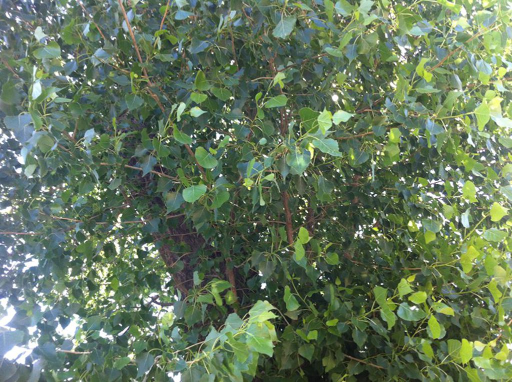 IMG_0828.jpg