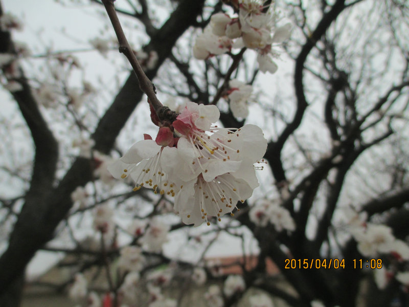 IMG_3170.jpg