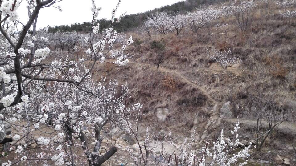QQ图片20150406151523.jpg
