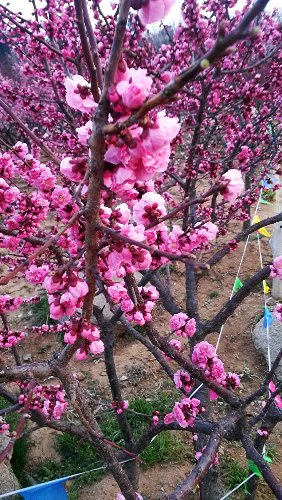 IMG_20150408_180136.jpg