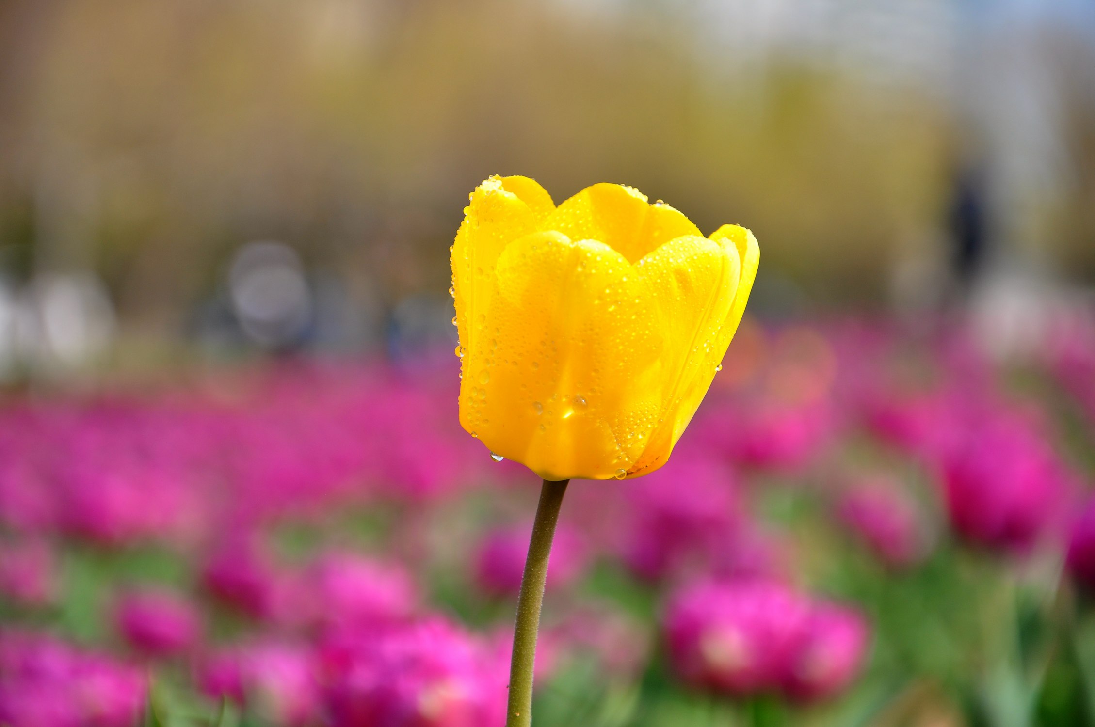 nEO_IMG_DSC_0835.jpg