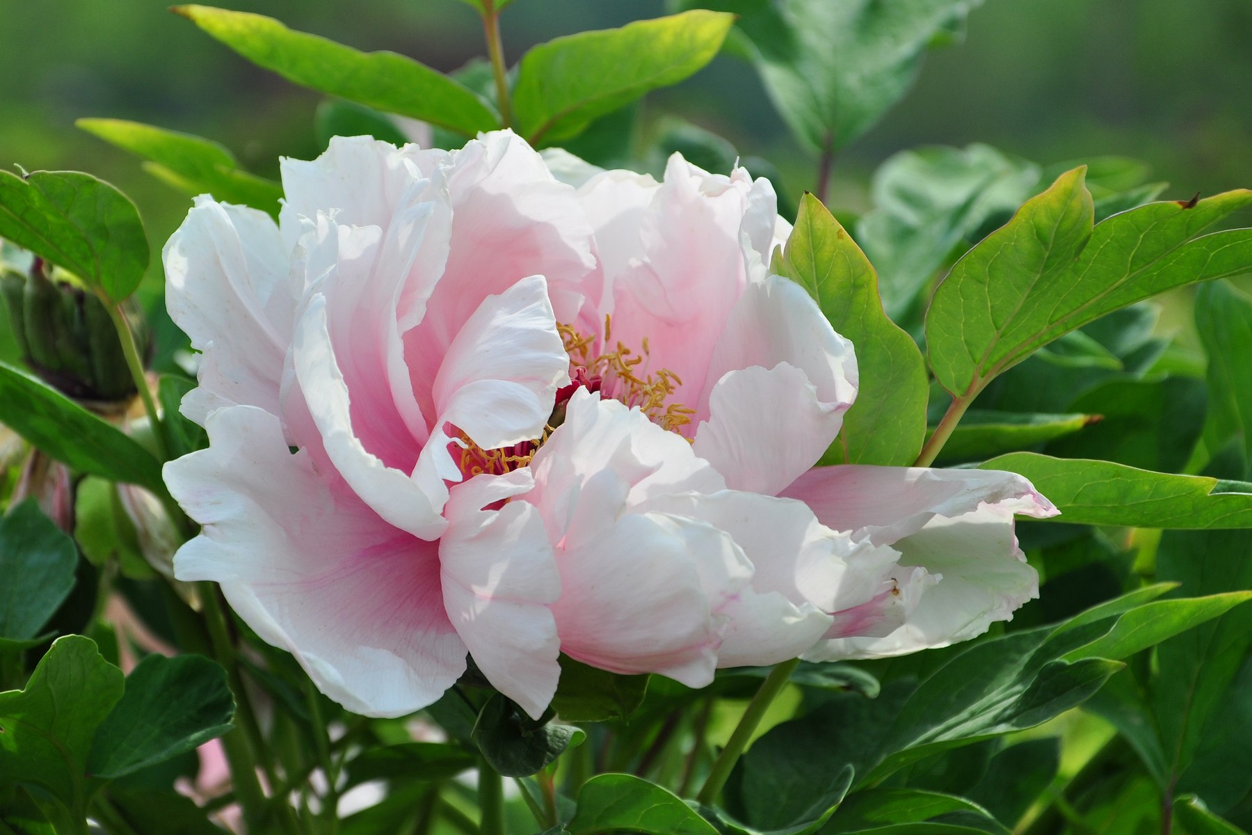 nEO_IMG_DSC_0595.jpg