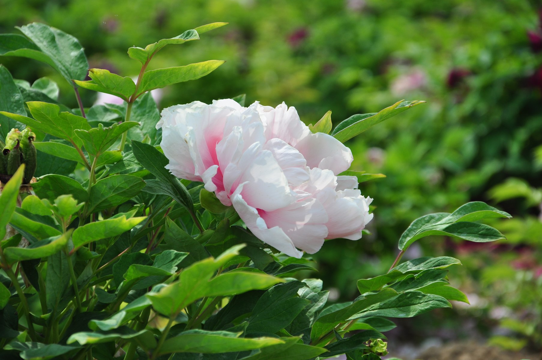 nEO_IMG_DSC_0597.jpg