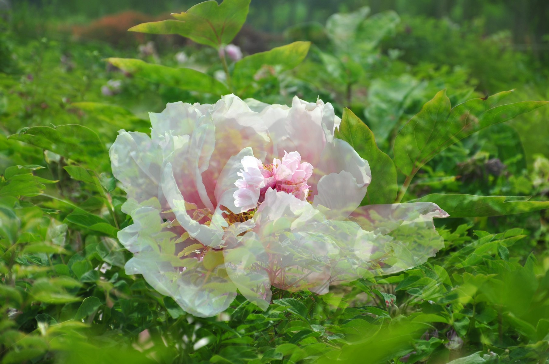 nEO_IMG_DSC_0603.jpg