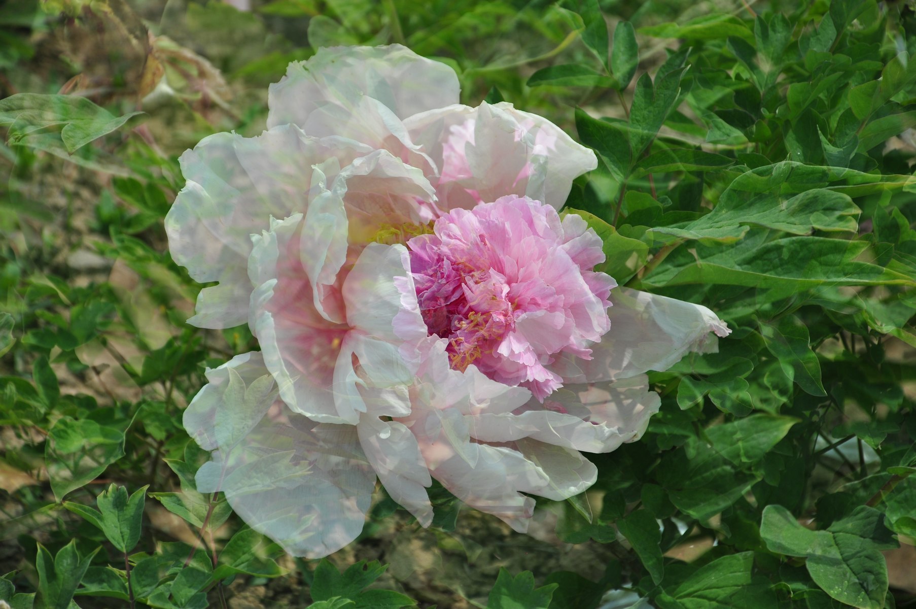 nEO_IMG_DSC_0604.jpg