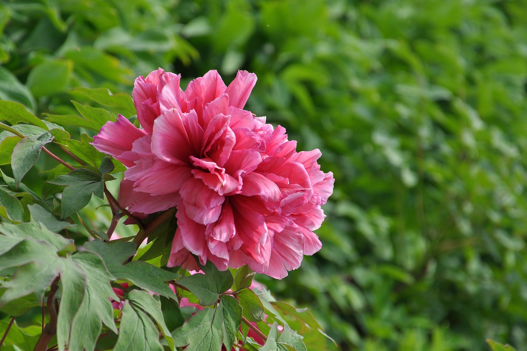 nEO_IMG_DSC_0674.jpg