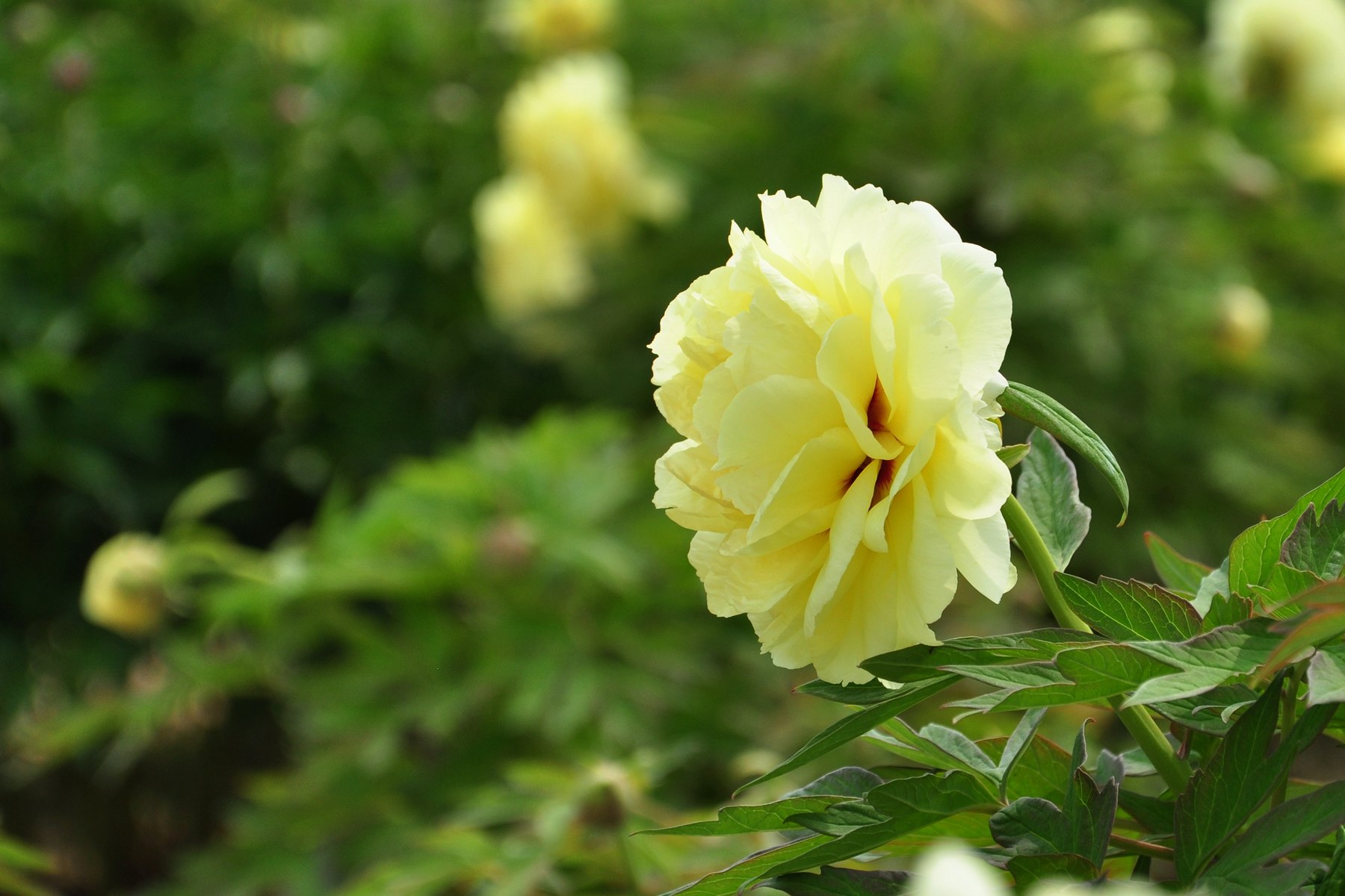 nEO_IMG_DSC_0628.jpg