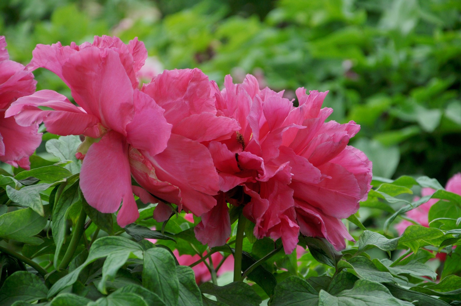 nEO_IMG_DSC_0750.jpg