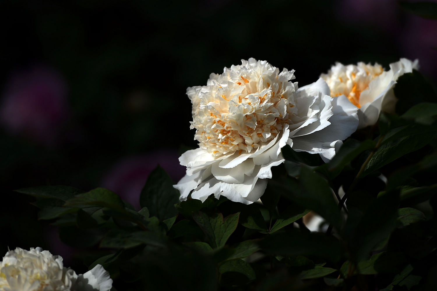 nEO_IMG_看花 122a (14).jpg