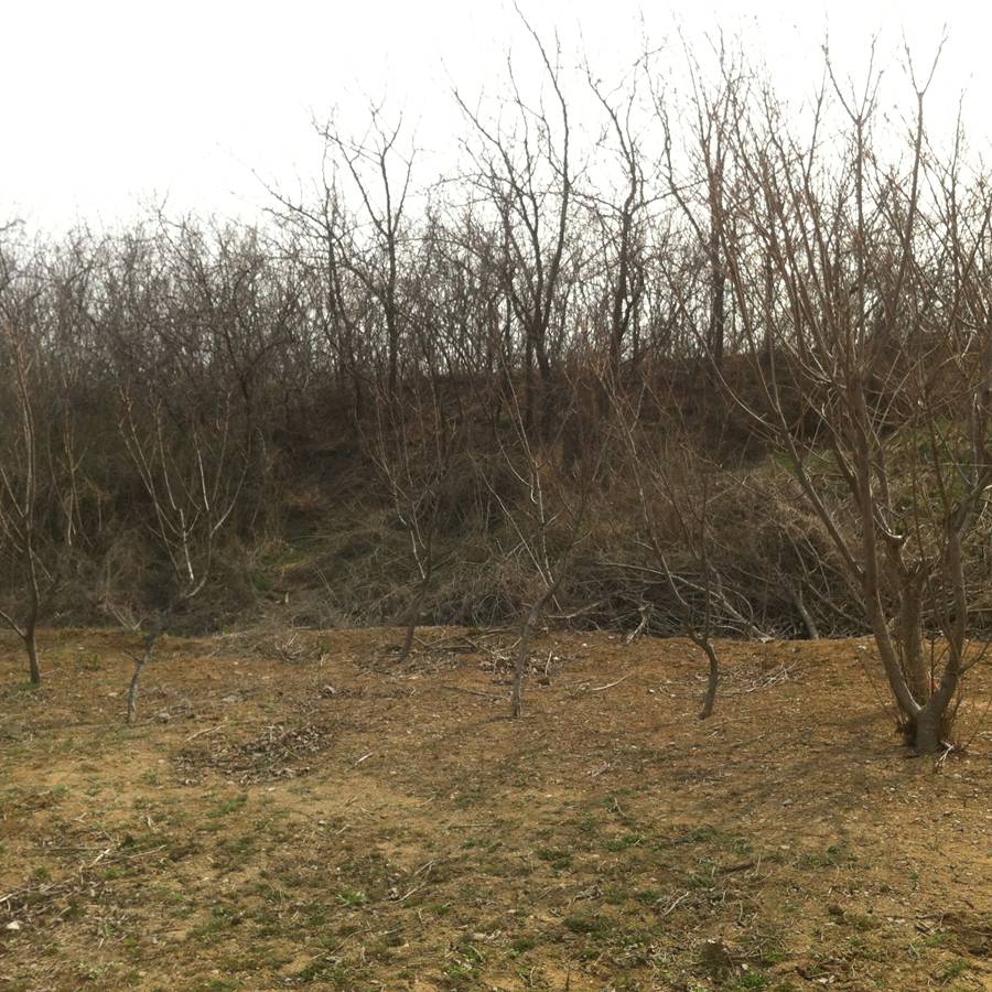 IMG_1275.jpg