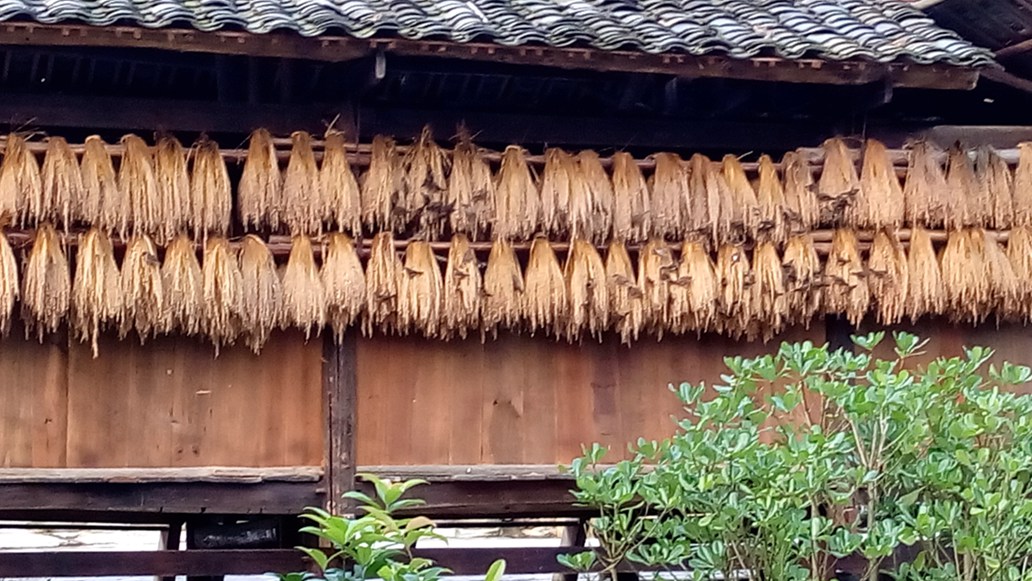 IMG_20150529_064903_副本.jpg