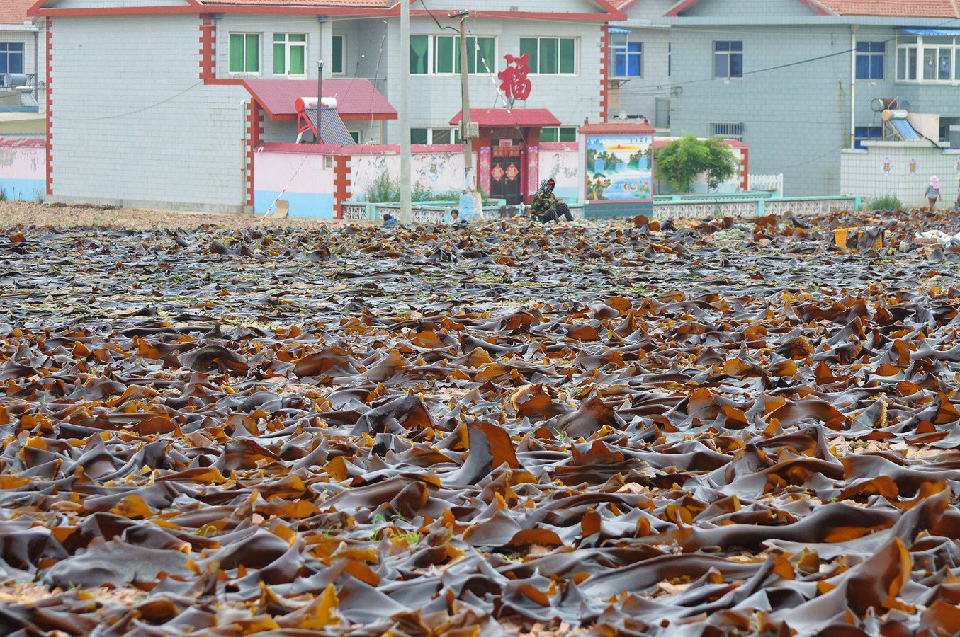 美丽的大钦岛 288.jpg