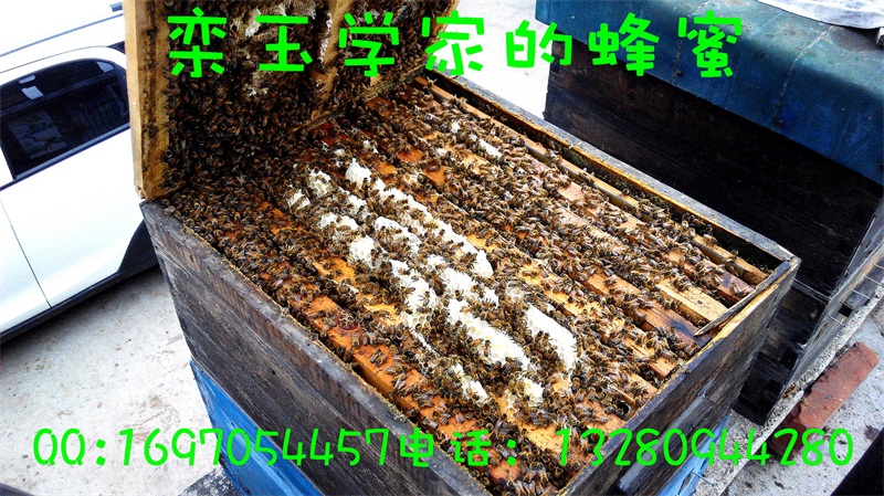 蜂箱内部，辛勤的蜜蜂在劳动
