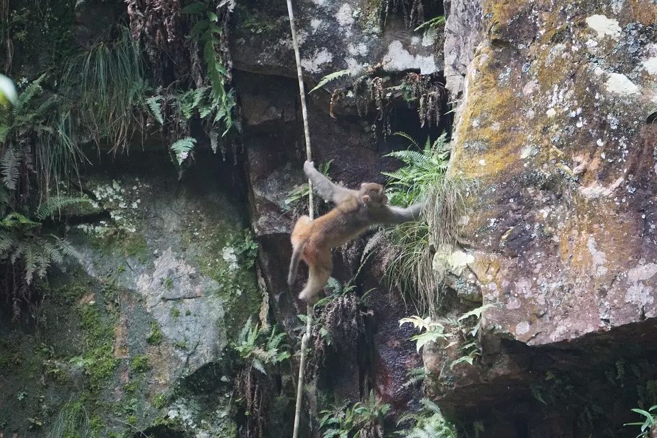 岩壁上的小猴子，真让人捏把汗.jpg