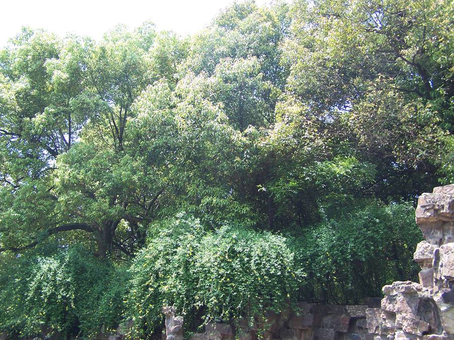 100_9785.jpg