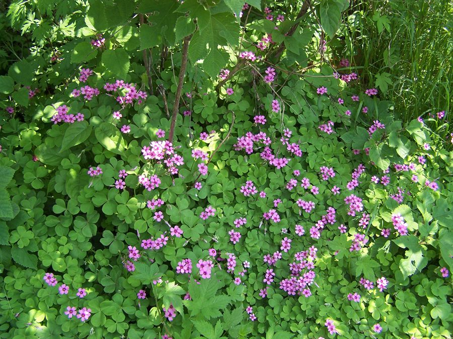 100_9809.jpg
