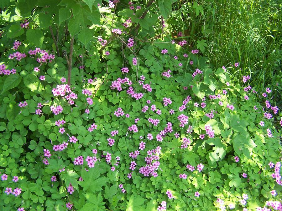 100_9810.jpg
