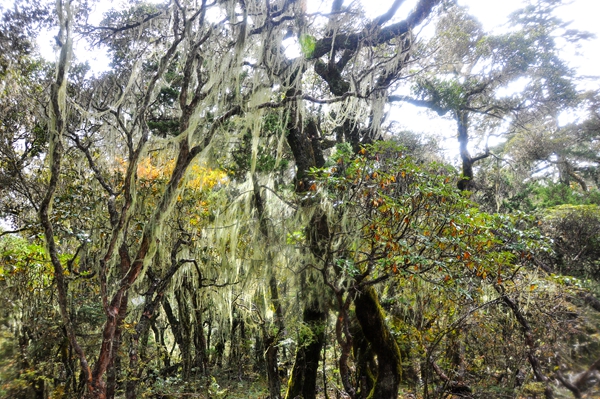 DSC_0526.jpg