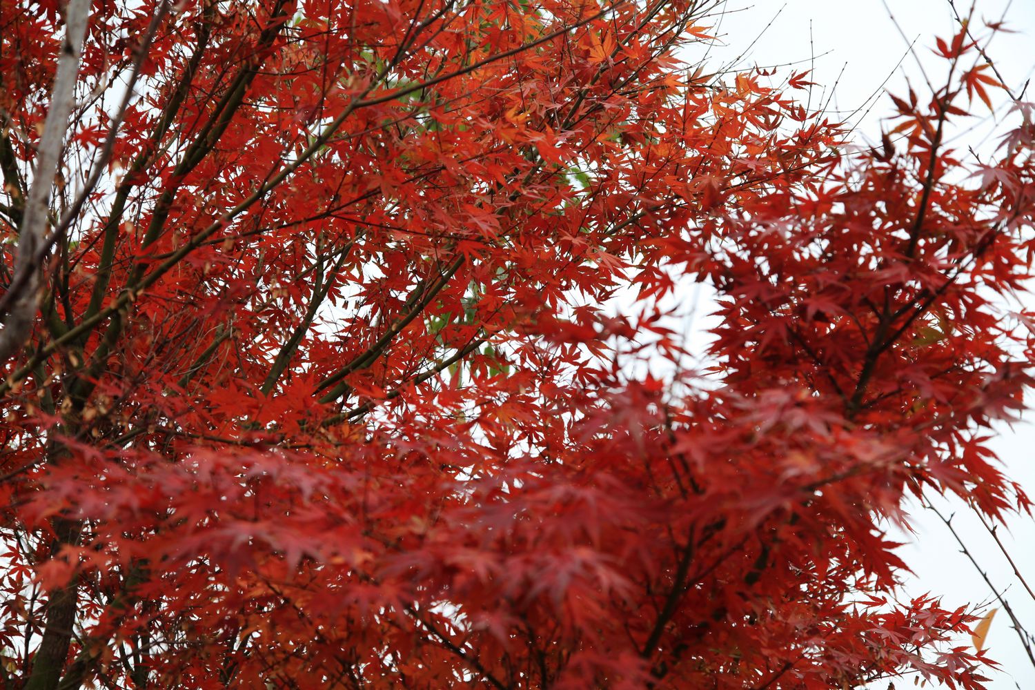 红叶 062.jpg