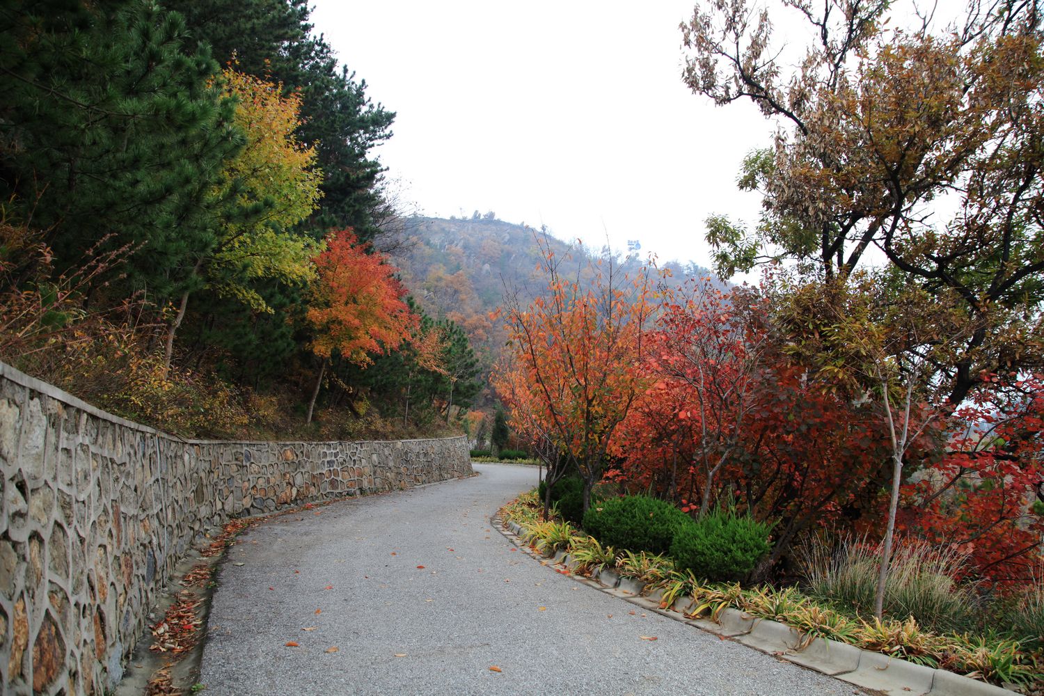 红叶 184.jpg