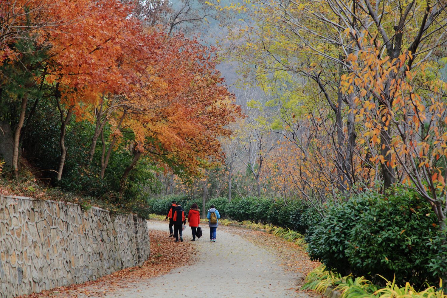 红叶 426.jpg