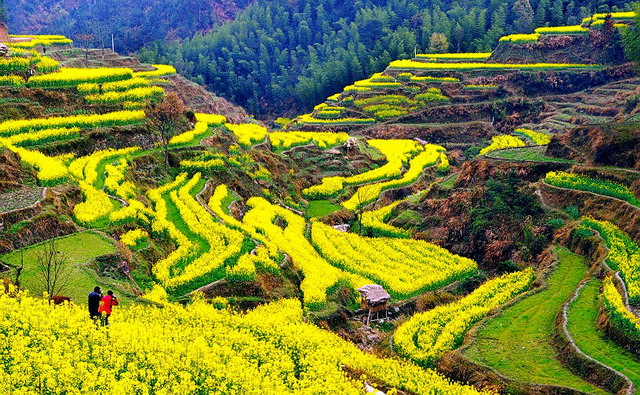 油菜花.jpg 油菜花.jpg