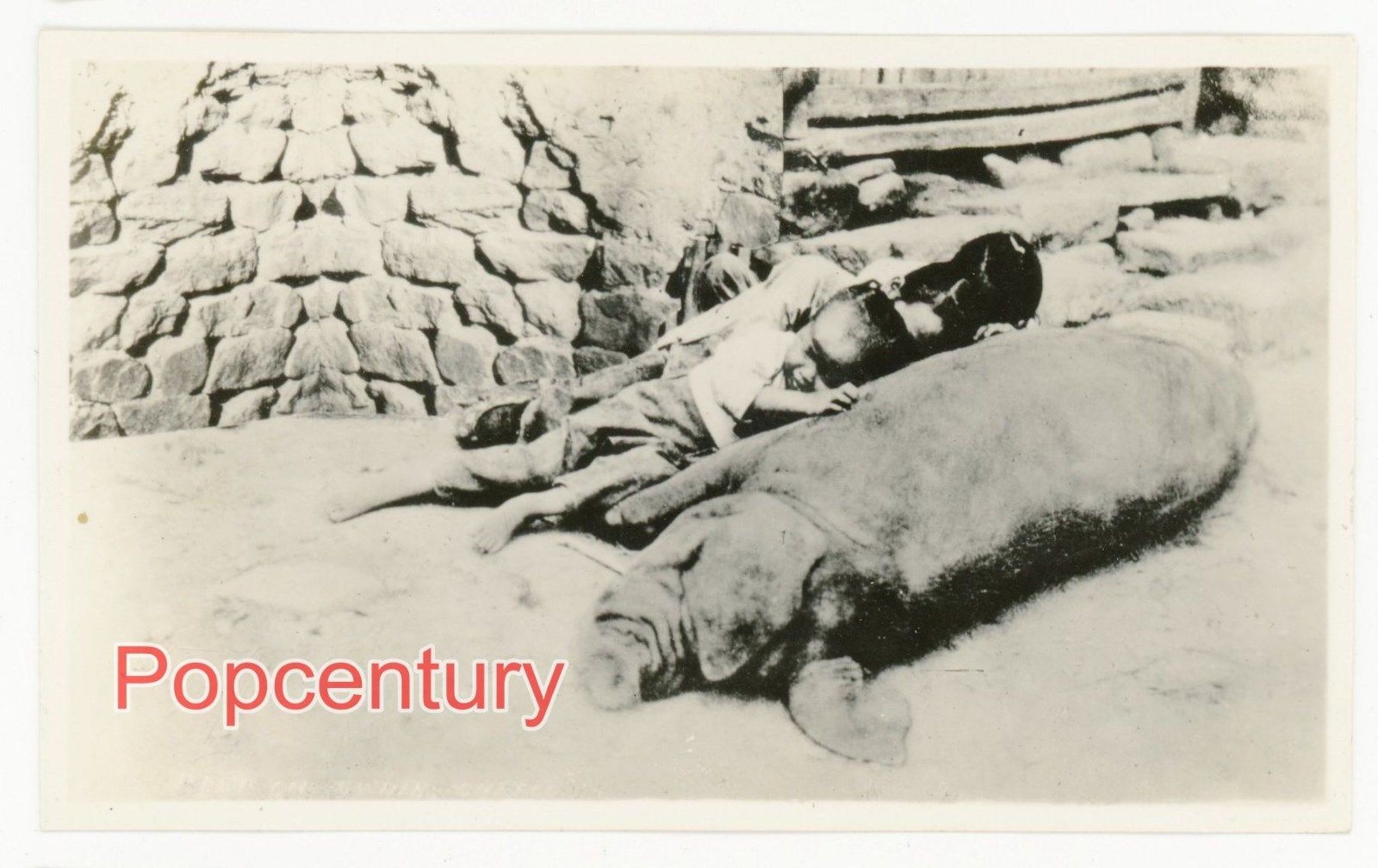 ebay枕在猪身上的烟台小孩1932.jpg