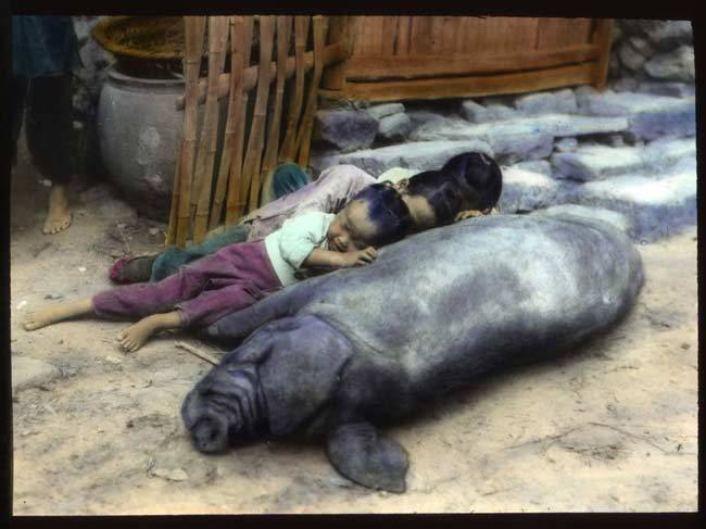 usc枕在猪身上休息的小孩.jpg