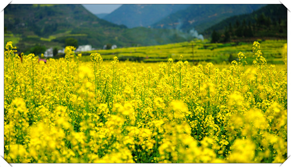 油菜花1_副本.jpg