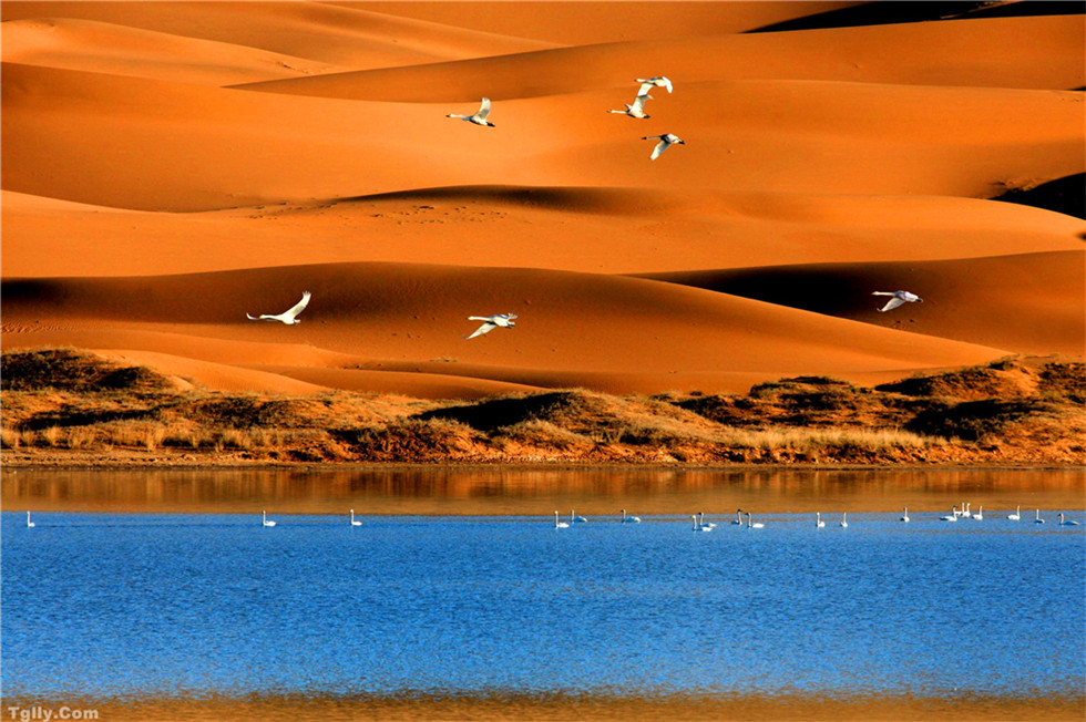 布和摄影作品翱翔_副本.jpg 布和摄影作品翱翔_副本.jpg