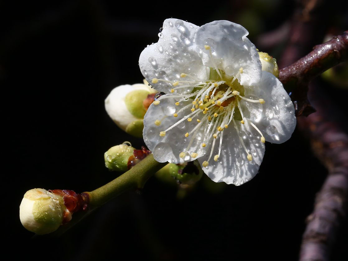 梅花