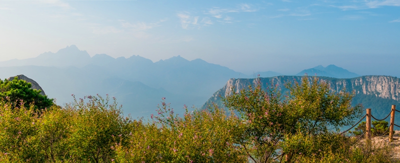 孙慧山花烂漫.jpg