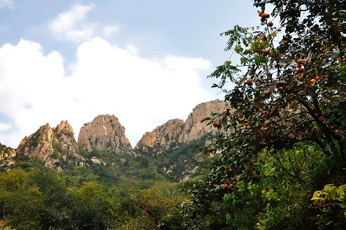 黄顶峰崮山好柿多.jpg