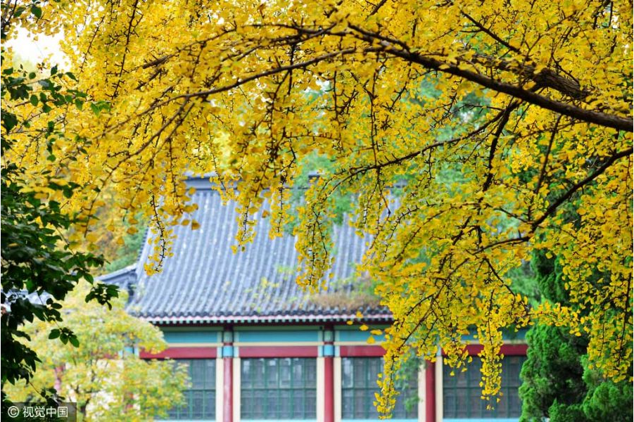 2016年11月16日，江苏南京，被誉为“东方最美校园”的南京师范大学随园校区内，两棵百.png