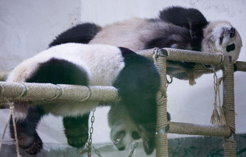 00.杭州熊猫高难度睡姿 成拍照热点.jpg