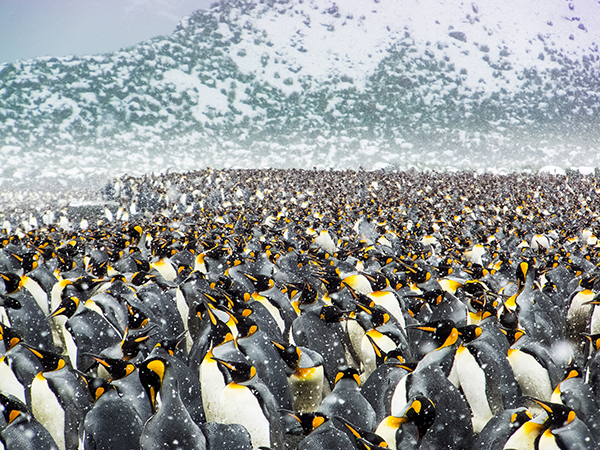 1.25万只帝企鹅齐聚南极海滩，退休工程师记录下震撼场面.jpg