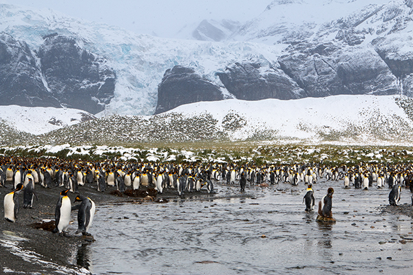 2.25万只帝企鹅齐聚南极海滩，退休工程师记录下震撼场面.jpg