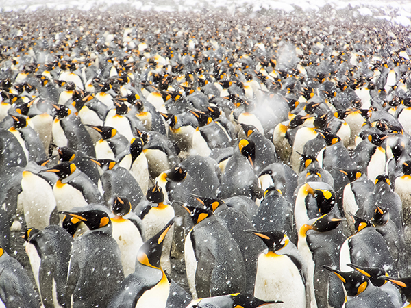 3.25万只帝企鹅齐聚南极海滩，退休工程师记录下震撼场面.jpg
