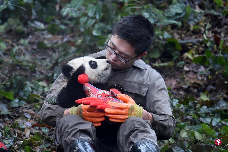 1.中国大熊猫保护研究中心2016年新生的8只熊猫宝宝集体亮相。（新华社）.jpg