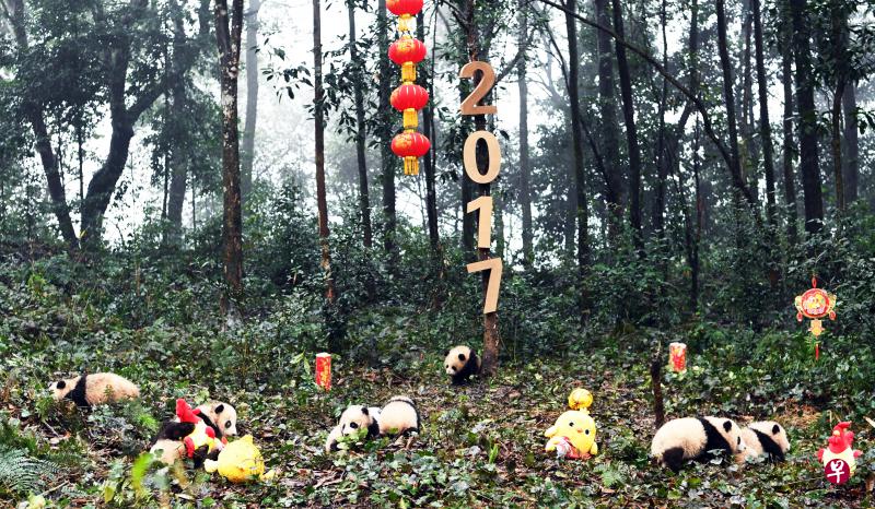 2.中国大熊猫保护研究中心2016年新生的8只熊猫宝宝集体亮相，为即将到来的新春佳节增.jpg