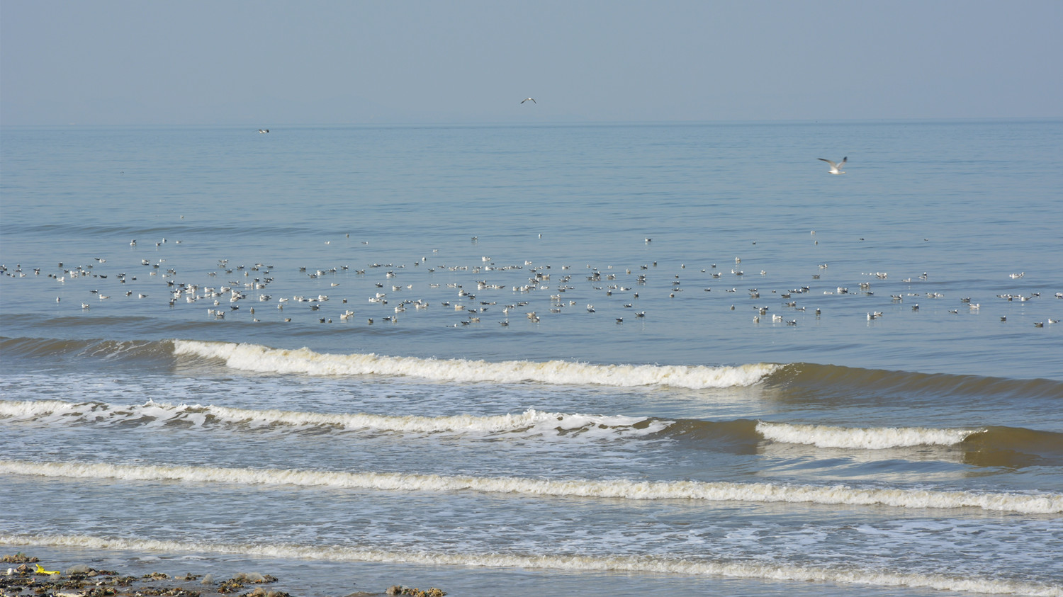 滨海西路海鸥 4.jpg