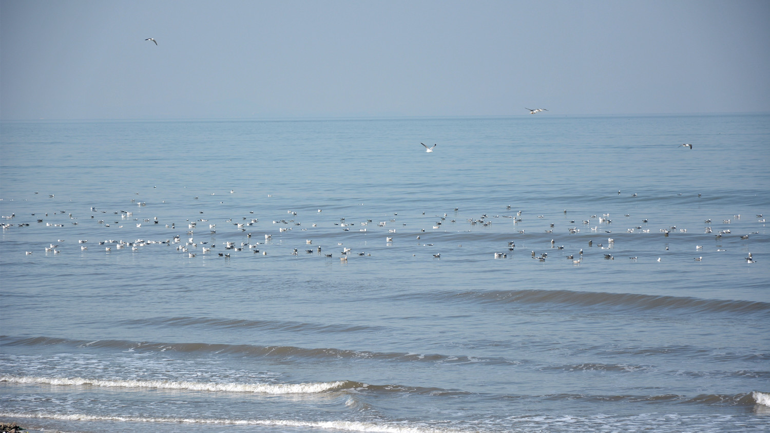 滨海西路海鸥 10.jpg