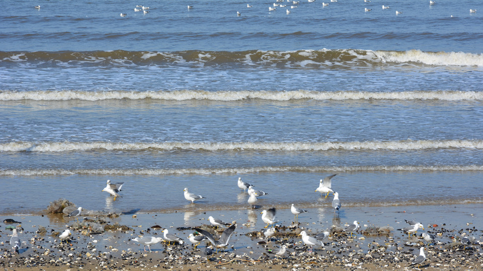 滨海西路海鸥 14.jpg