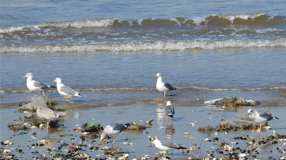 滨海西路海鸥 19.jpg