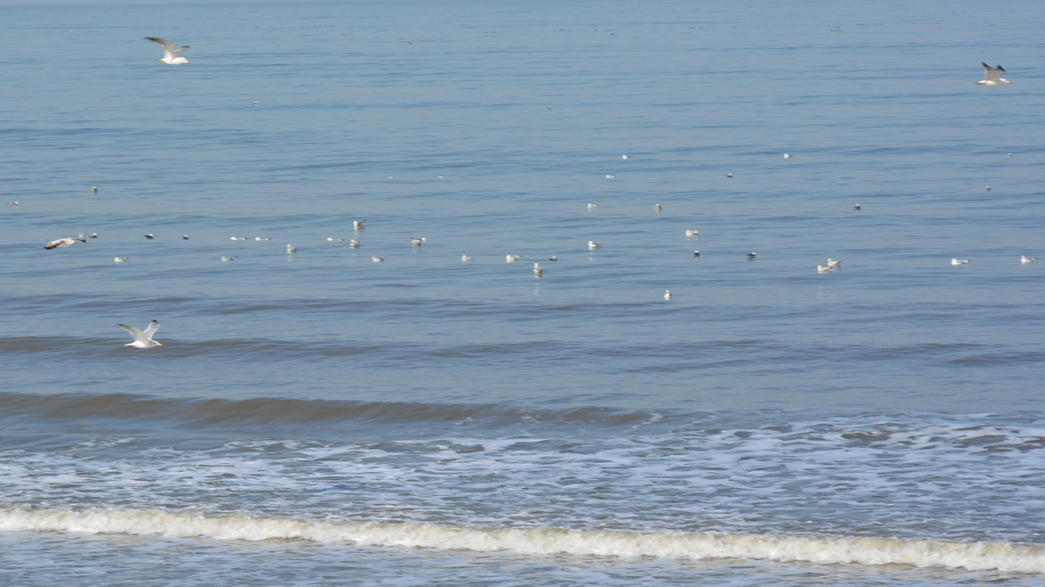 滨海西路海鸥 22.jpg