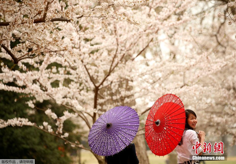 3月27日，美国华盛顿特区种植的樱花如期绽放，吸引了不少居民和游客前去观赏。2.jpg
