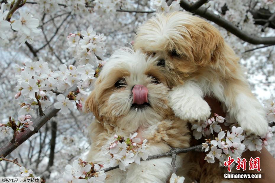 爱宠人士带着自己的宠物去踏青赏花，图为两只被主人带去赏花的小狗。3.jpg