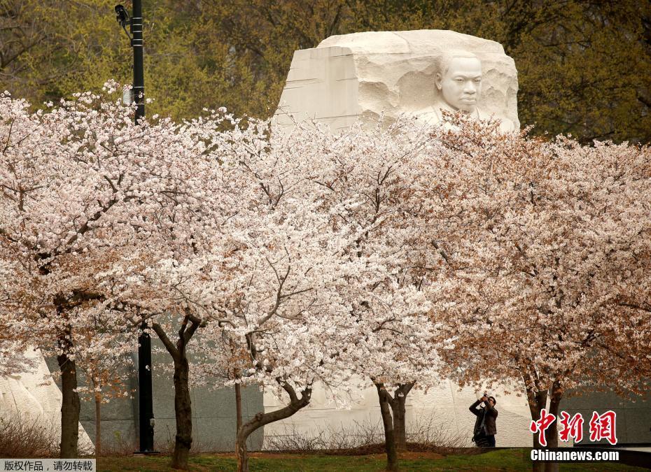 马丁·路德·金纪念碑前的樱花盛开。6.jpg