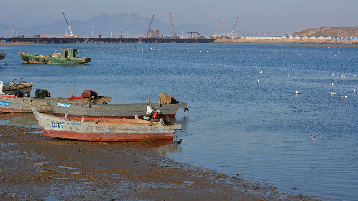 夹河口海鸥 4.jpg