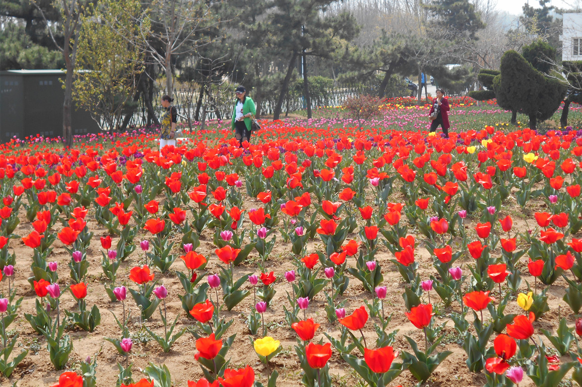 郁金香广场 1.jpg